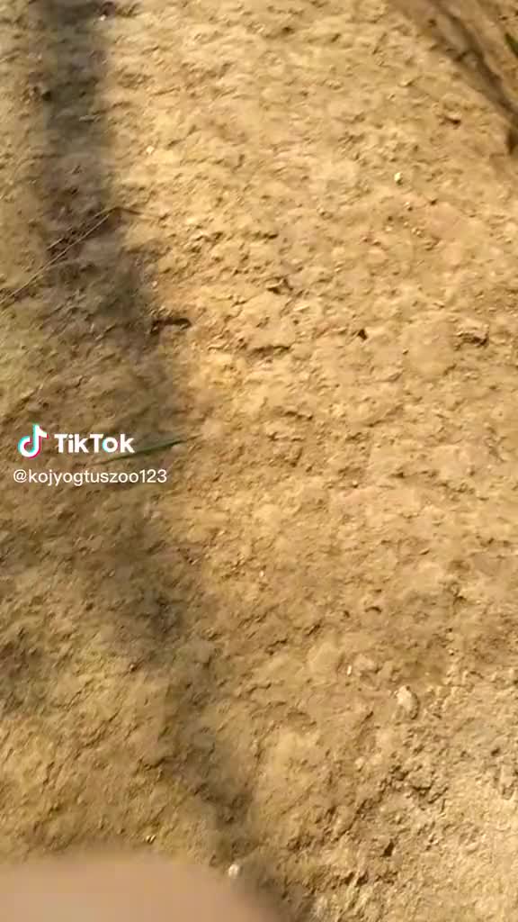 Txawb menyuam li khoom.