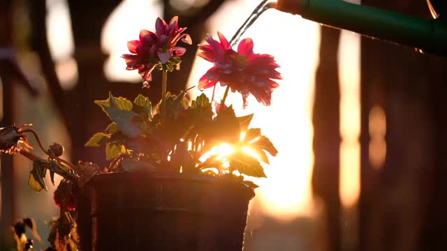 Some text in Timeline