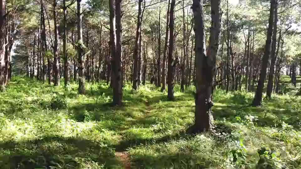 Some text in Timeline